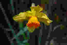 narcissus flower for narcissists