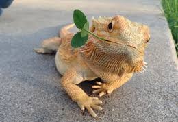 bearded dragon