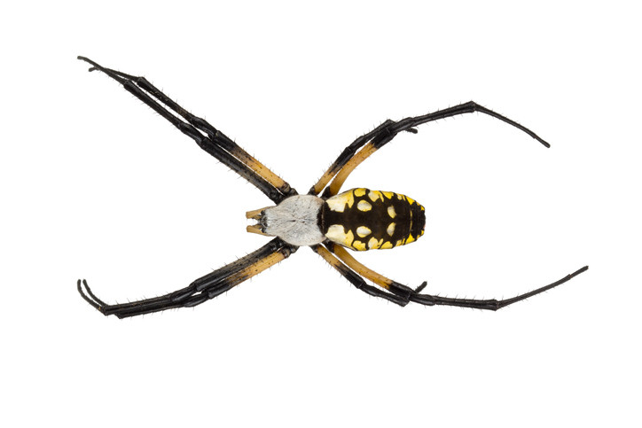 Orb Weaver Spider