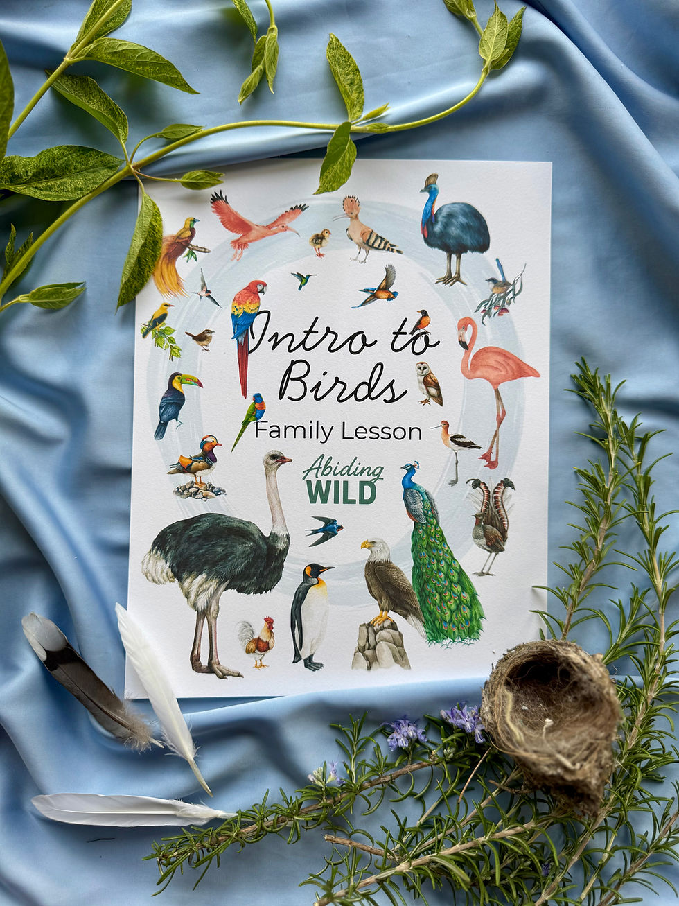 Thumbnail: Intro to Birds Family Lesson