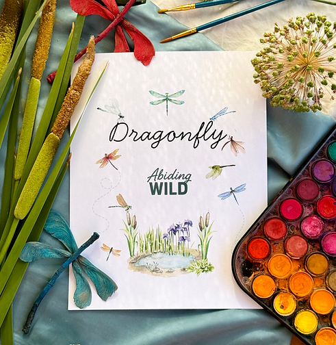 Dragonflies Family Lesson