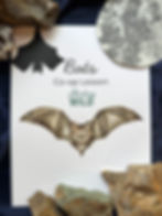 bats cover page for the bats lesson