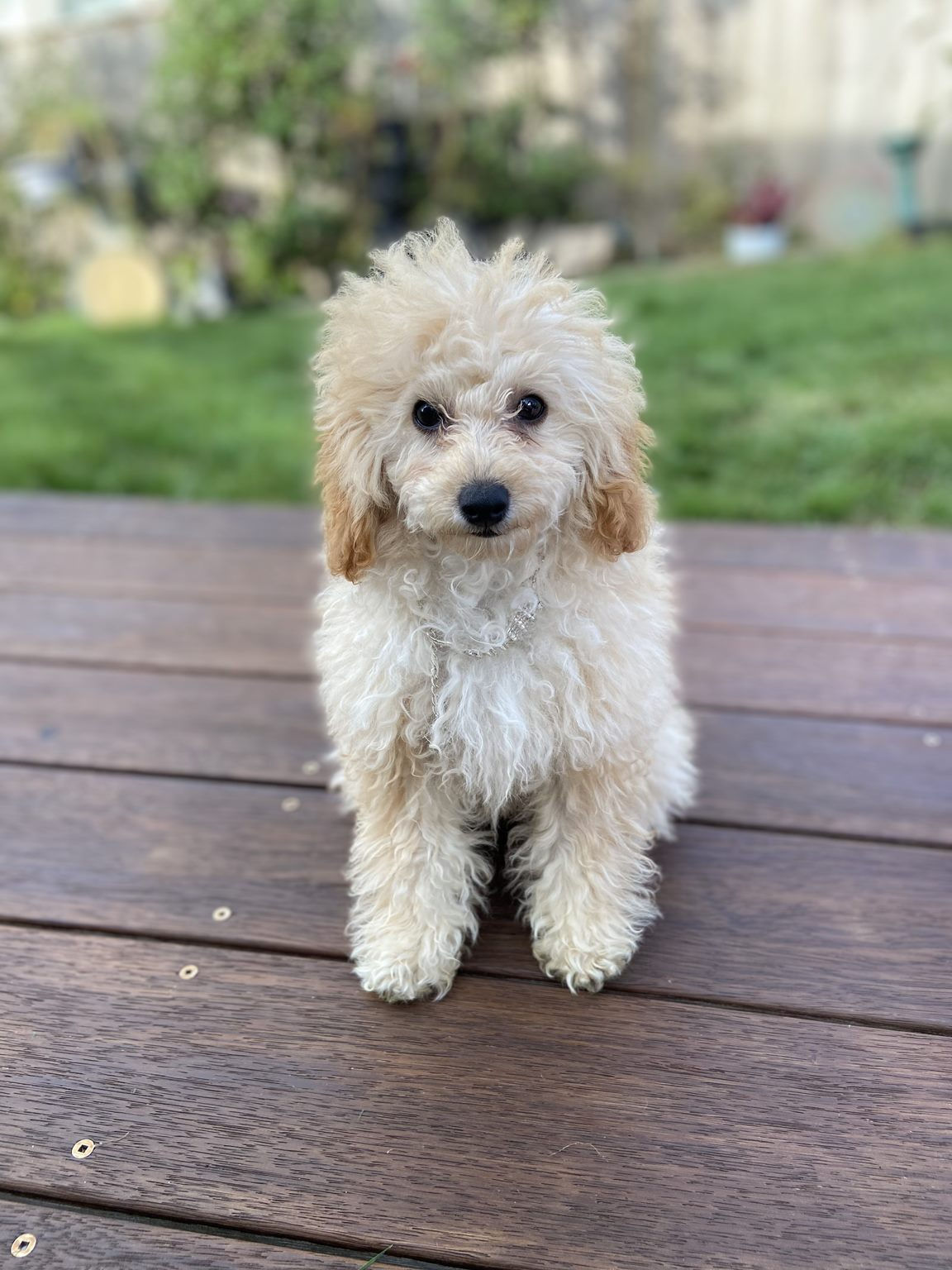 10 session Rescue Dog package with Bhairavi