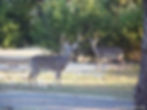 Bulverde Bucks.jpg