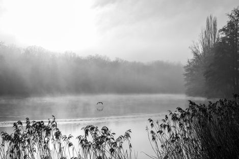 OBH_DSC1852.jpg Brume matinale Etangs de Comelles