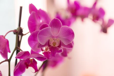Purple Orchid.jpg