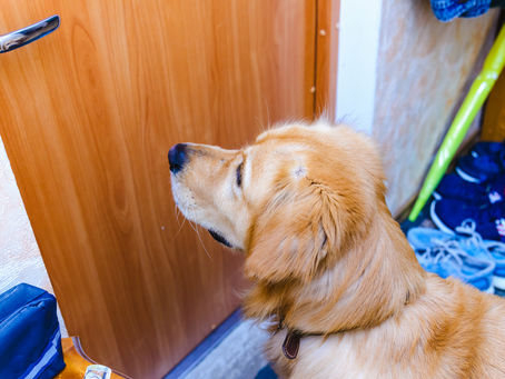 Enjoy the Holidays Without Leaving Your Dog: 7 Top Tips