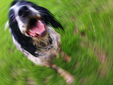 Why Calming Your Dog Can Help Improve Behavior