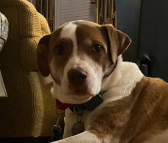 Did You Know Confident Dogs Aren’t Born? Separation Anxiety Support for Dogs and Their Parents