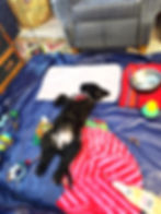 black puppy lying on back in x-pen taking a nap with toys, bed, water surrounding her.