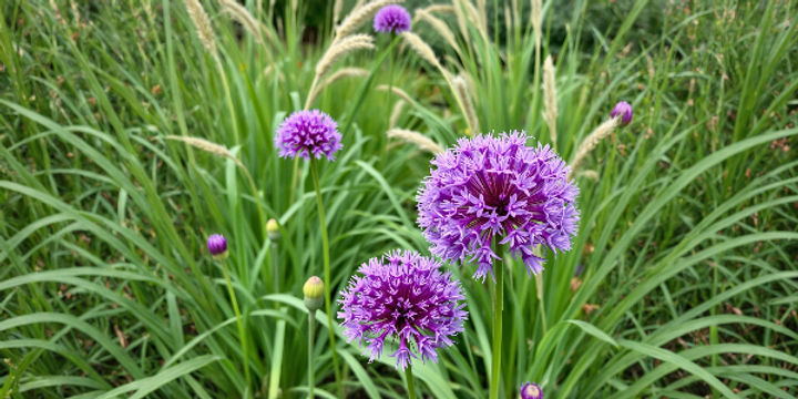 Purple allium flowers amongst grasses