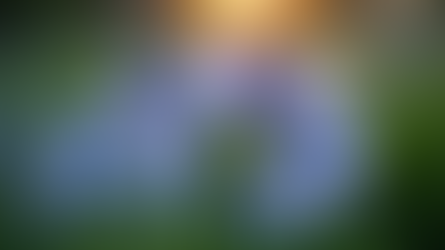 Agapanthus (African Lily)