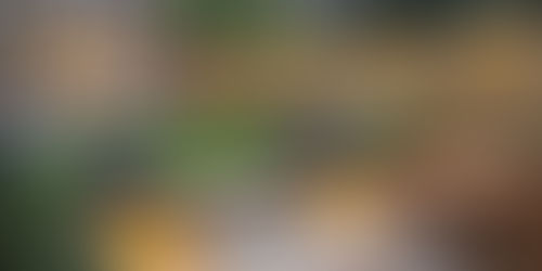 Top Landscaping Options Clapham: Transform Your Garden with Expert Care