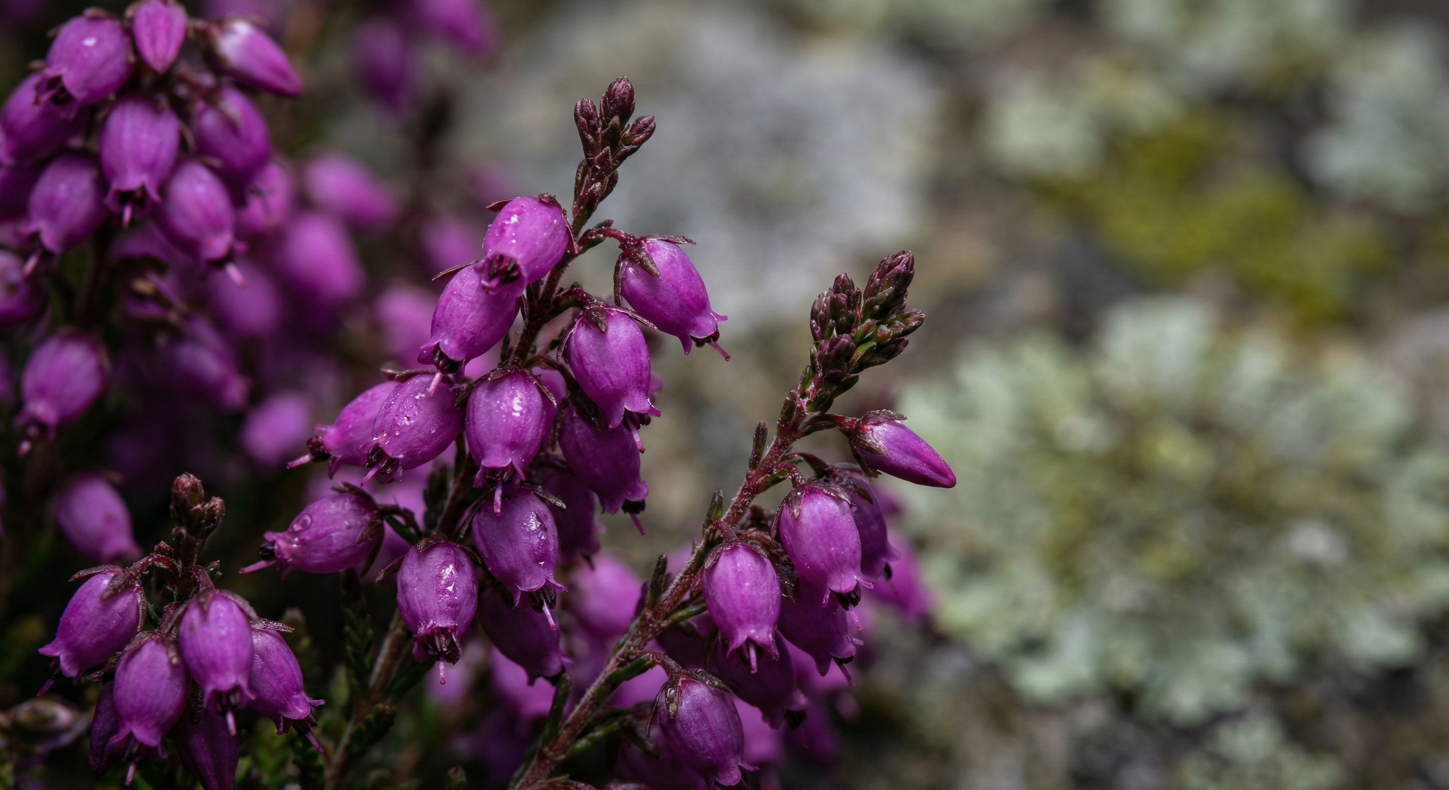 Close-up detail of wild heather native to the Peak District landscape.