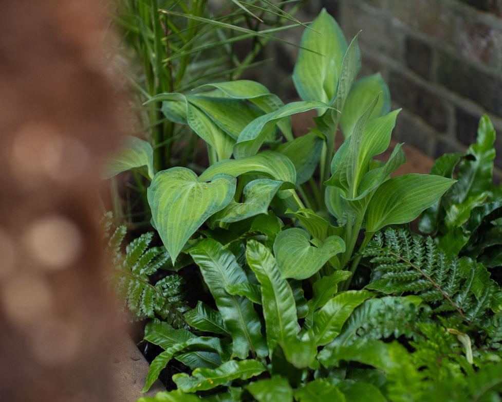 Tropical-style shaded Brixton garden in South London with lush hostas and ferns.