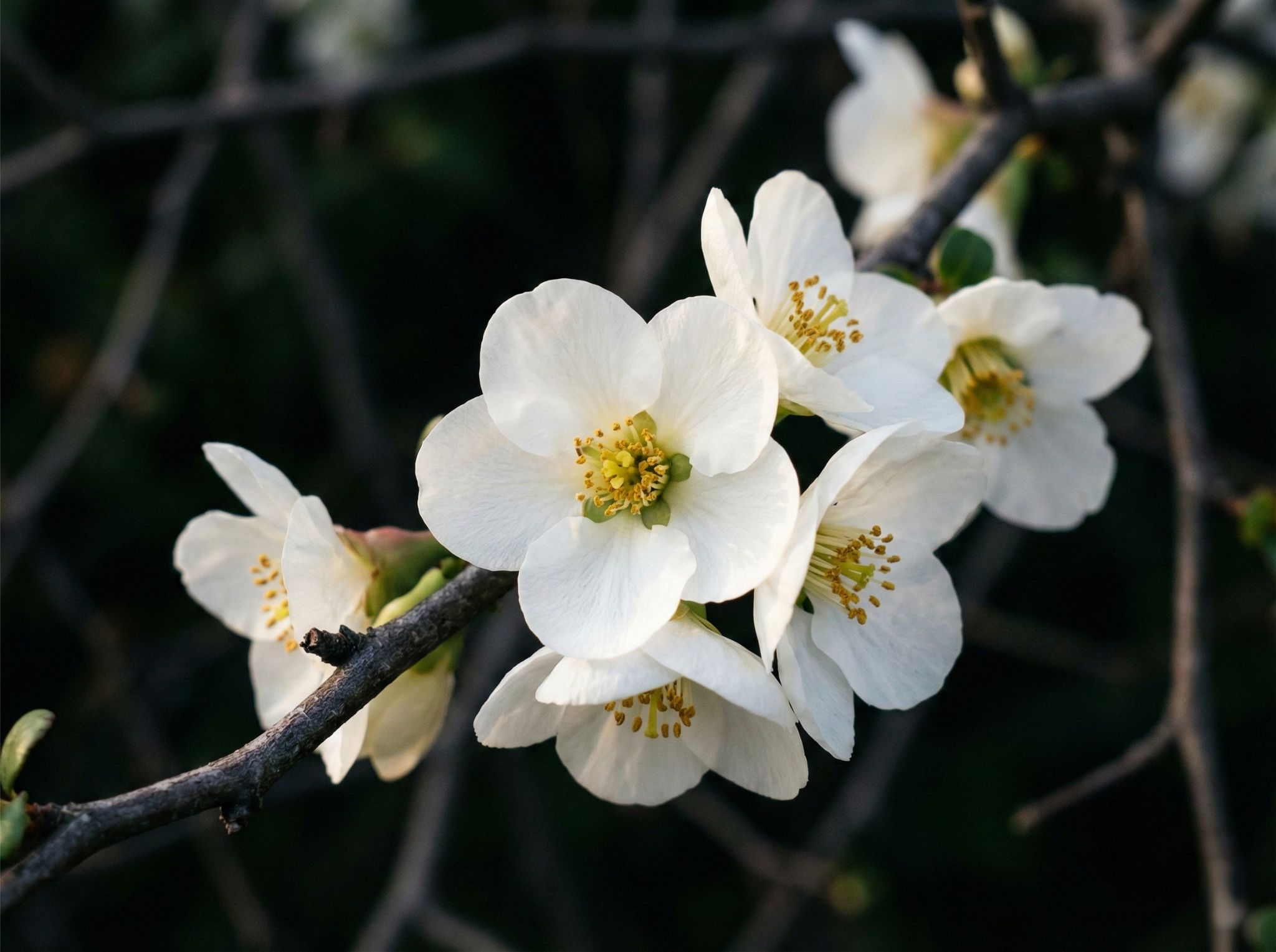 THE ARCHITECTURAL BRILLIANCE OF THE WHITE FLOWERING QUINCE