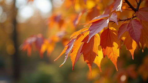 Choosing the Perfect Conifer for Your Garden A Comprehensive Guide