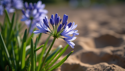 How Expert Design Can Bring Your Landscape Vision to Life