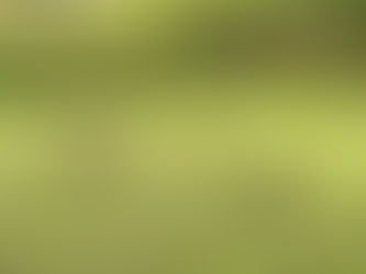 Waddle They Do Without Me?