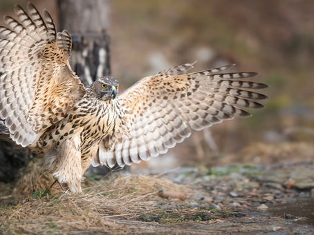 Drikkende hønsehauk