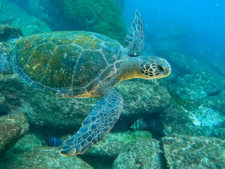 Novo habitat de tartarugas-verdes é localizado no Rio de Janeiro