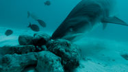 A004_C005_1126SW_001.R3D.12_14_54_23.Still001-2.jpg