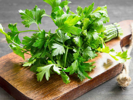 Conservar perejil - cilantro o albahaca frescas