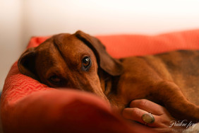 photographie chien lifestyle