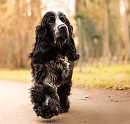 photographie animaux.jpg