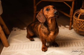 photographie chien lifestyle