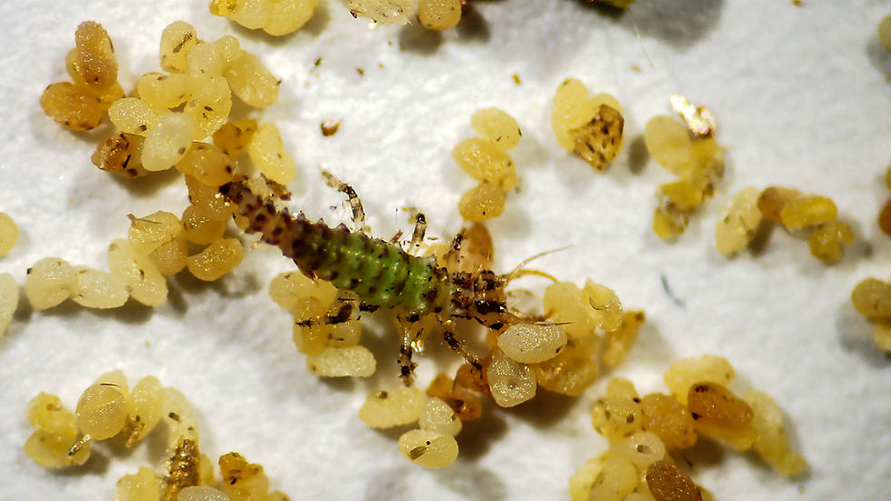 Lacewing larva feeding on aphids