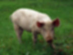 PORC