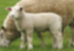 AGNEAU