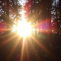 Photo of sun behind the forrest.jpg