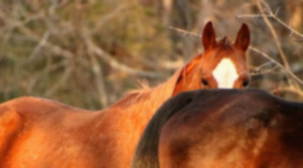 Meet our Herd.jpg