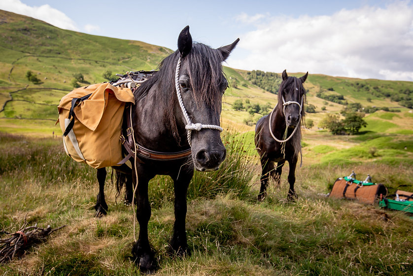 Fell Pony Adventures Fairmile+and+Lucky+