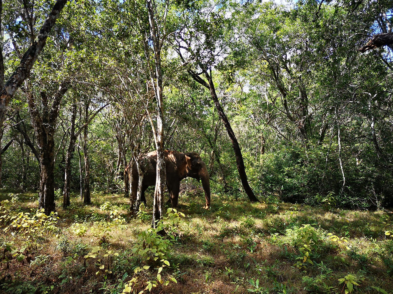 Elephant safari in Wilpattu NP