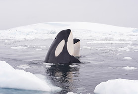 Antarctica_Ocean_Icebergs_TwoOrcas_021_S