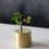 Thumbnail: Brass Plant Holder #06B, 06M, 06S