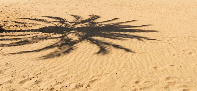 remove the ocean and actual palm tree.jpg
