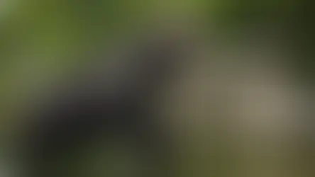 Thailandsk elefant hentet hjem etter anklager om vanskjøtsel