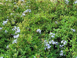 cerato Frontignan 2022.jpg