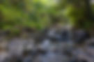 Stream flowing through rocks and lush green forest, nature scene
