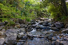Stream flowing through rocks and lush green forest, nature scene