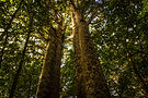 Tall trees reaching to the sky with sunlight filtering through the leaves.