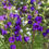 Thumbnail: 'Dinner Bells' Campanula