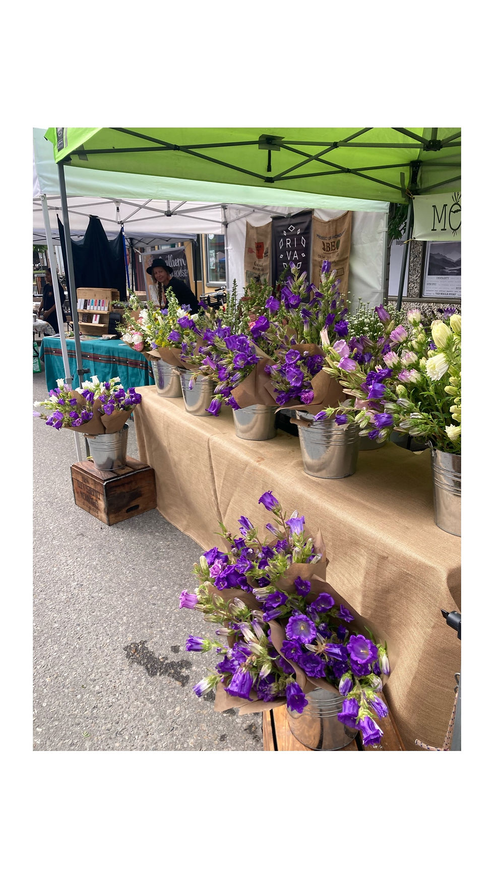Thumbnail: 'Dinner Bells' Campanula