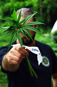 Olin Schumacher of High Pinbes Cultivatiopn with Cuttings