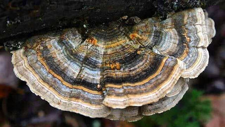 Most Commonly Asked Questions About Medicinal Mushrooms