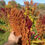 Thumbnail: 1g - Giant Amaranth Seed